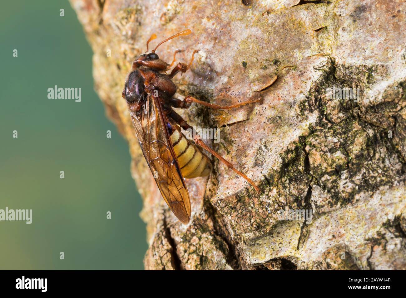 hornet-mimicking sawfly, Giant Willow Sawfly (Cimbex luteus, Cimbex lutea), Mimicry, looks like a hornet, Germany Stock Photo