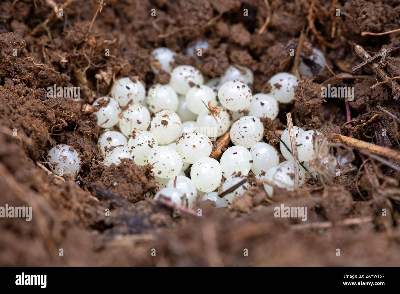 A Cluster Of White Eggs Of A Garden Snail Helix Aspersa In The Soil Stock Photo Alamy