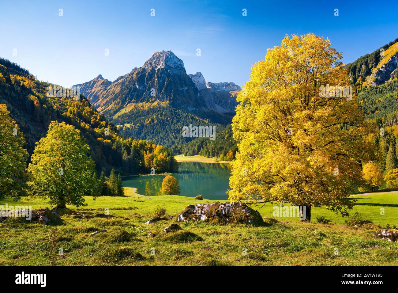 sycamore maple, great maple (Acer pseudoplatanus), lake Obersee and Bruennelistock in autumn, Switzerland, Glarner Alpen, Glarus Stock Photo