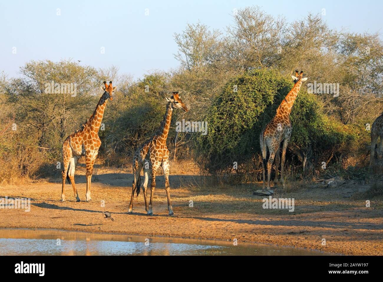 giraffe (Giraffa camelopardalis), Gruppe an einem Wasserloch, South Africa, Mpumalanga, Kruger National Park Stock Photo