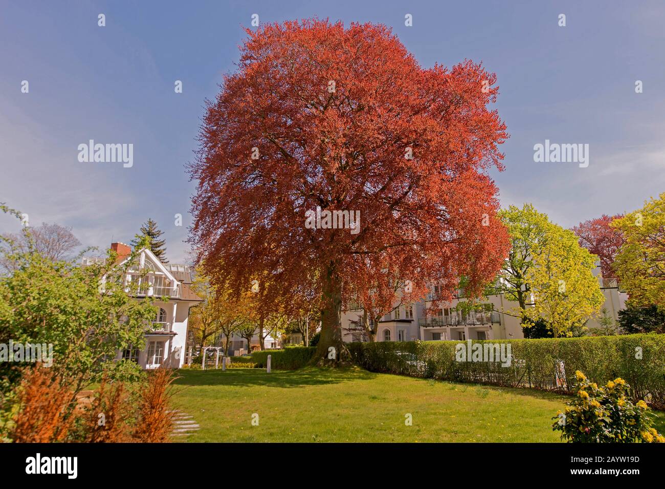 copper beech (Fagus sylvatica var. purpurea, Fagus sylvatica 'Atropunicea', Fagus  sylvatica Atropunicea), in a garden, Germany, Hamburg Stock Photo - Alamy
