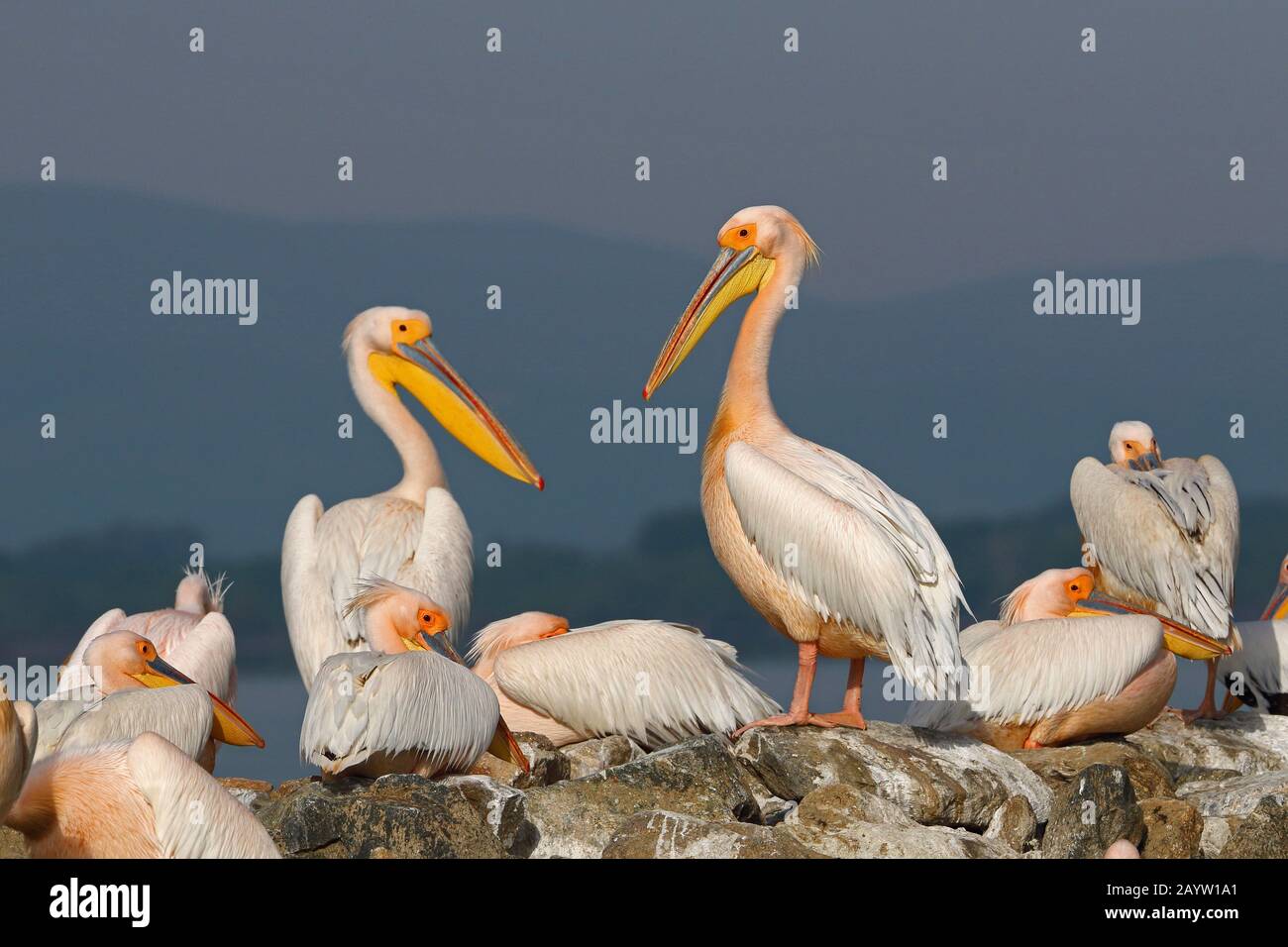 eastern white pelican (Pelecanus onocrotalus), troop on a breeding island, Greece, Lake Kerkini Stock Photo