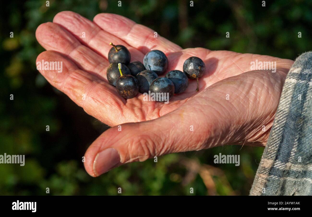 blackthorn, sloe (Prunus spinosa), fruit in a hand, Germany, Schleswig-Holstein Stock Photo