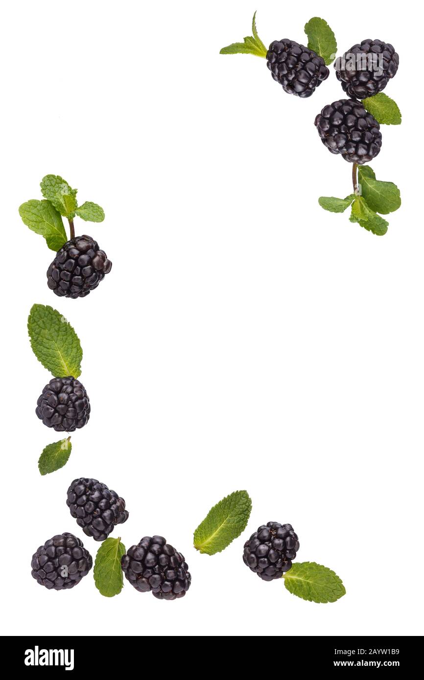 Frame of fresh  blackberries and mint leaves isolated on white background. Stock Photo