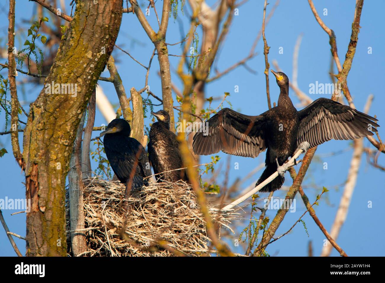 Tree Breeding Colony Hi res Stock Photography And Images Alamy