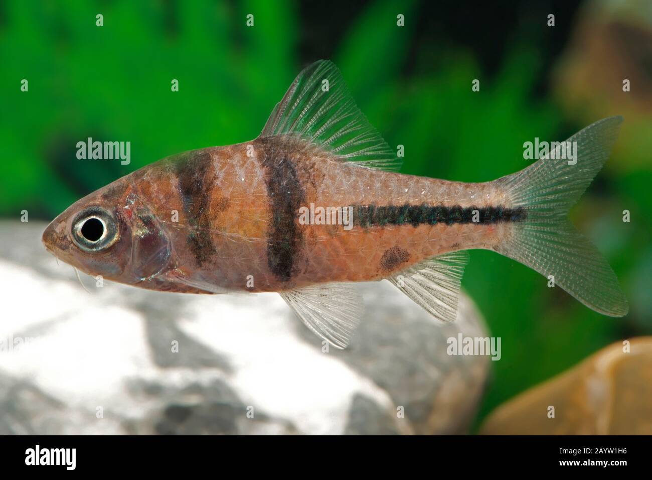 T-barb, spanner barb (Puntius lateristriga, Barbus lateristriga, Barbodes lateristriga), swimming Stock Photo