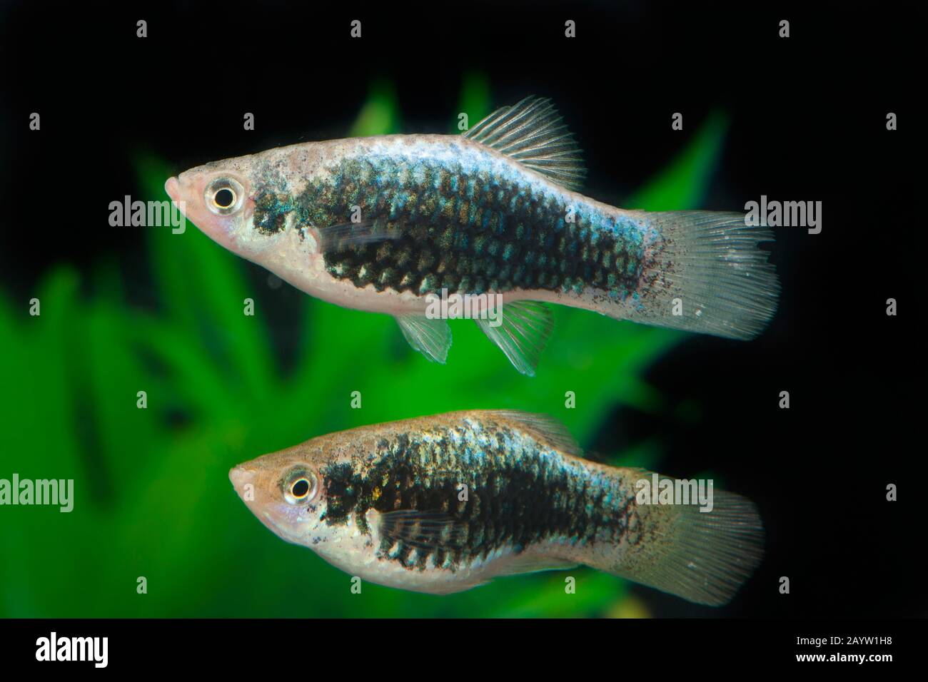 southern platyfish (Xiphophorus maculatus), breeding form Metallic, pair Stock Photo