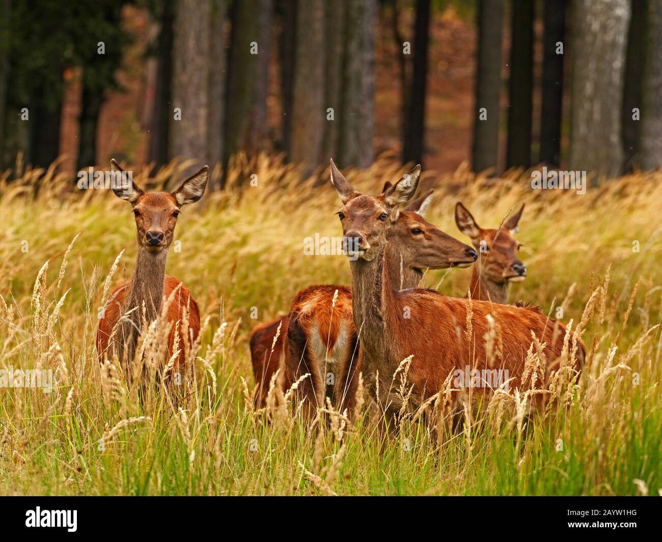 red deer (Cervus elaphus), hinds on a clearing, Germany, Saxony Stock Photo