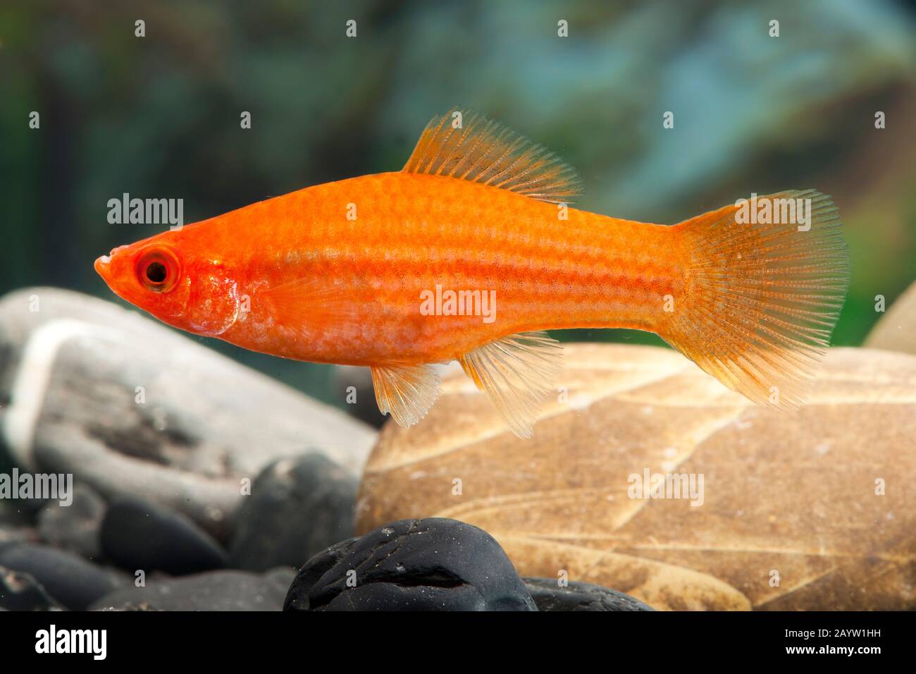green swordtail (Xiphophorus helleri), breeding form Rot, female Stock
