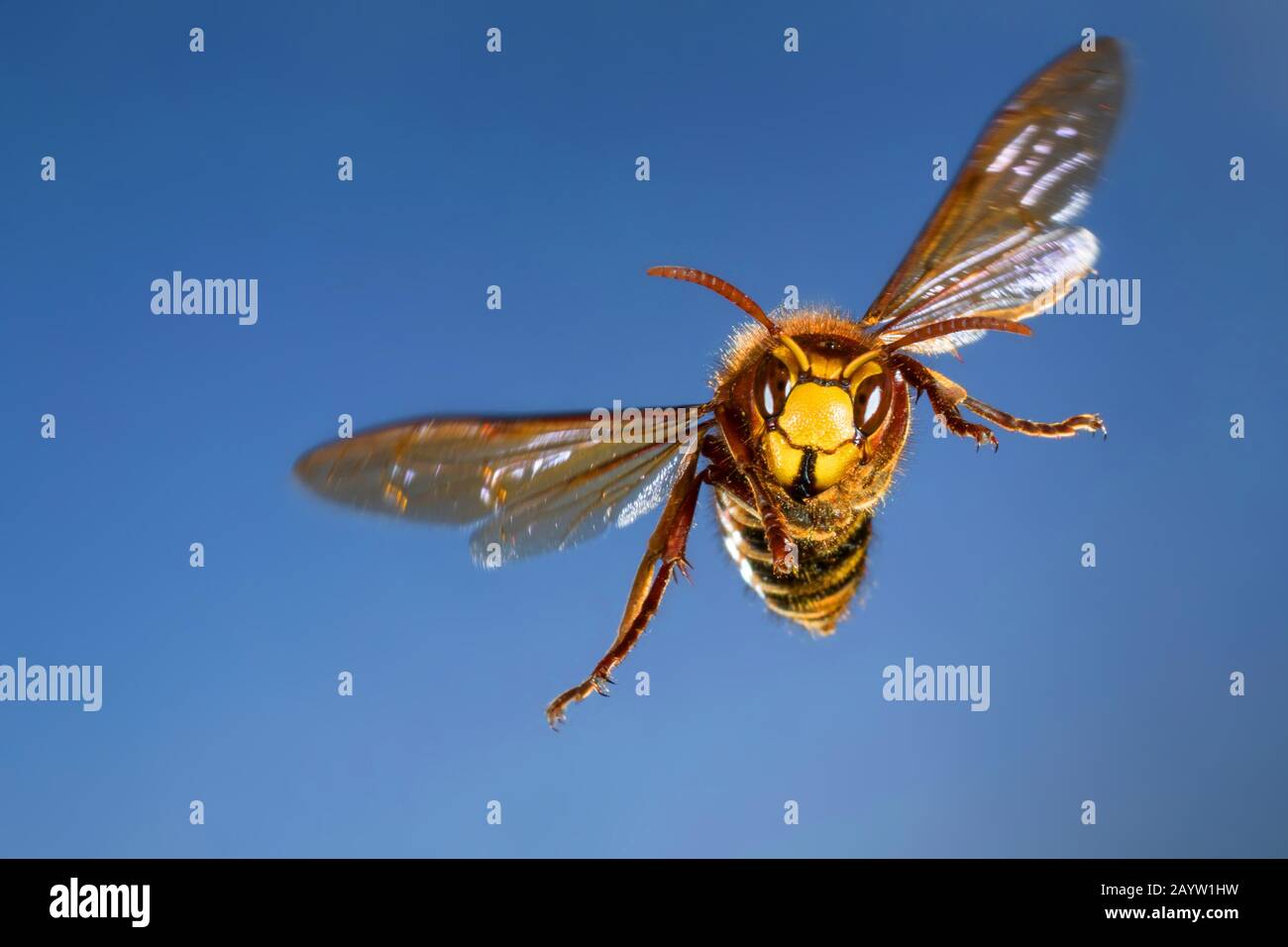 European in flight hires stock photography and images Alamy