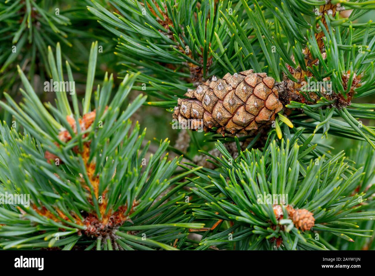 Scotch pine, Scots pine (Pinus sylvestris), branch with cone, Switzerland Stock Photo