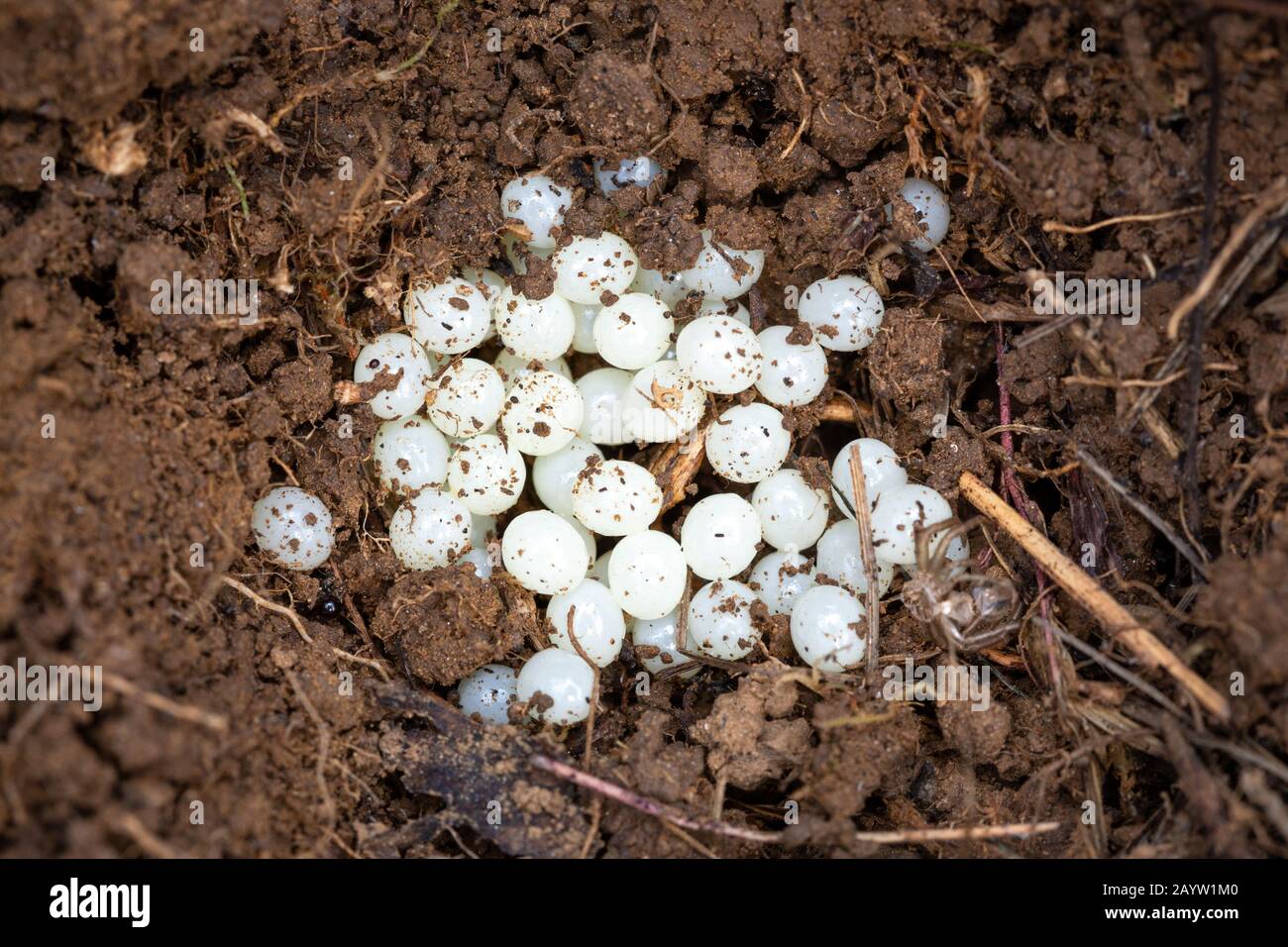 small white eggs in backyard