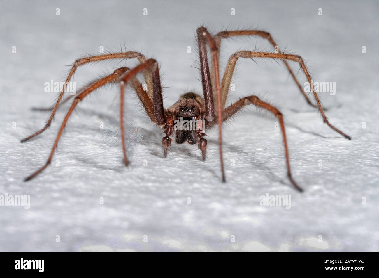giant European house spider, giant house spider, larger house spider