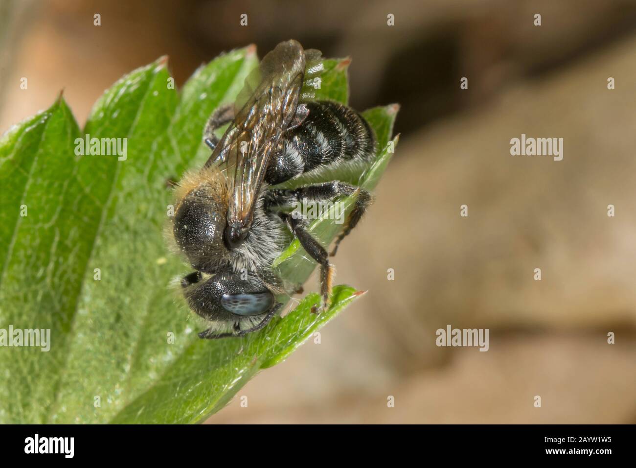 leafcutting bees, leaf-cutter bees (Megachilidae), cuts parts of a leaf, Germany, Bavaria, Niederbayern, Lower Bavaria Stock Photo