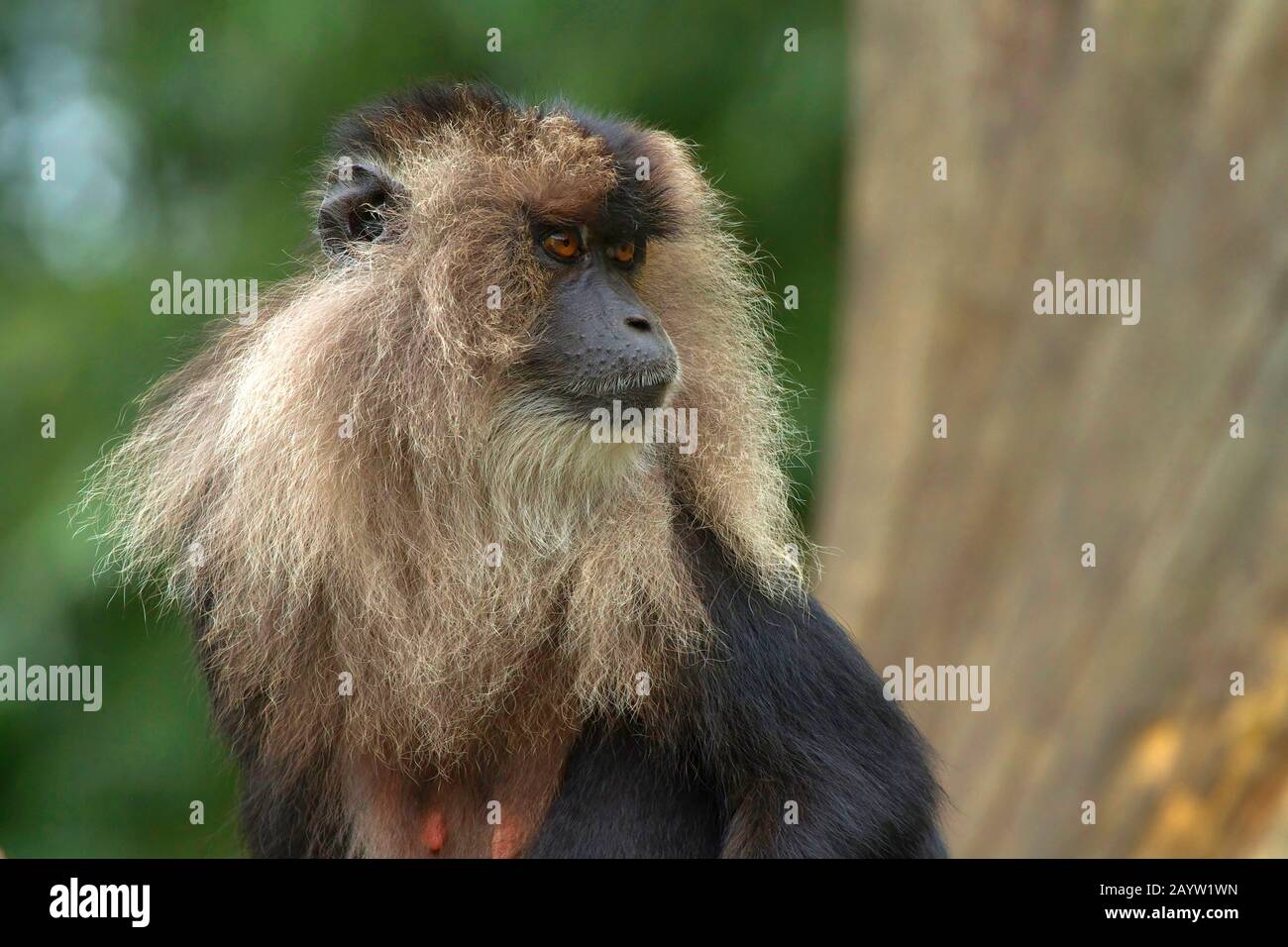 liontail macaque, lion-tailed macaque (Macaca silenus), portrait, Asia Stock Photo