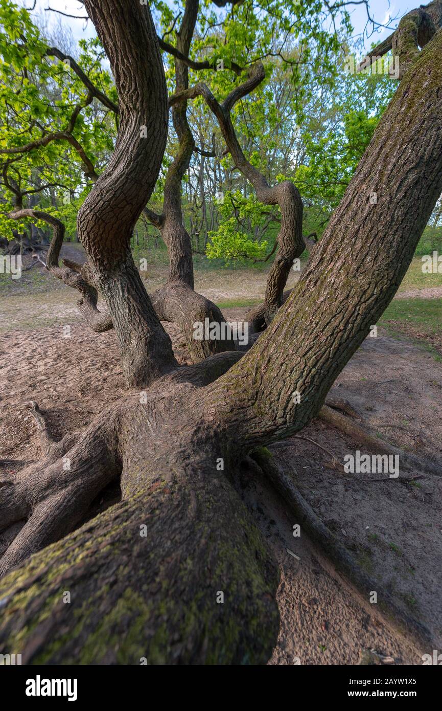 Sessile oak woods hi-res stock photography and images - Alamy