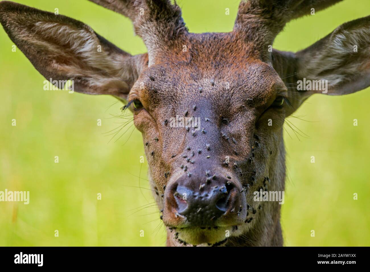 red deer (Cervus elaphus), with a cloud of flies on his head, Austria, Tyrol Stock Photo