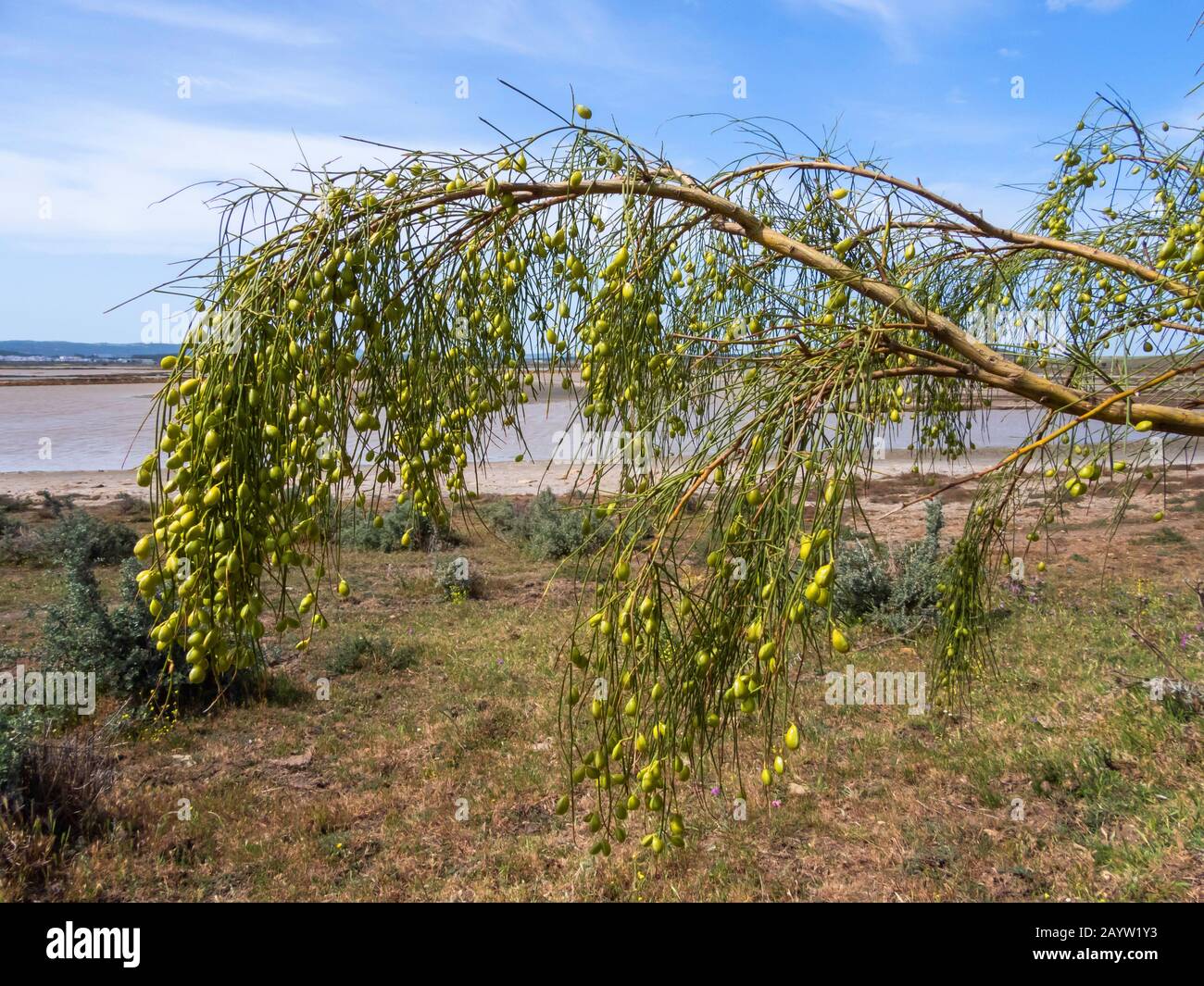 Retama broom bush hires stock photography and images Alamy