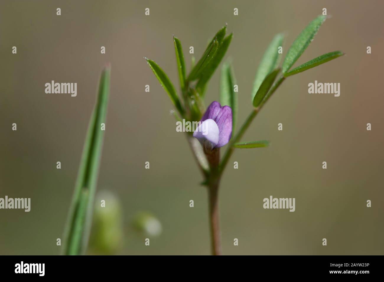 spring vetch (Vicia lathyroides), blooming, Germany Stock Photo