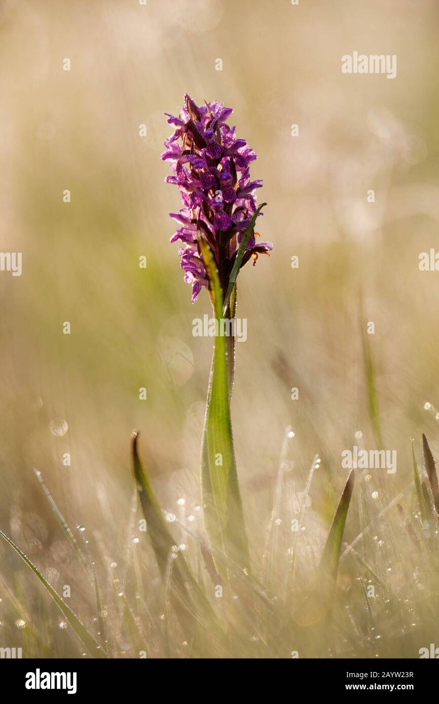 early marsh-orchid (Dactylorhiza incarnata ssp. hyphaematodes), inflorescence in a meadow with morning dew, Germany, Bavaria, Oberbayern, Upper Bavaria, Dachauer Moos Stock Photo