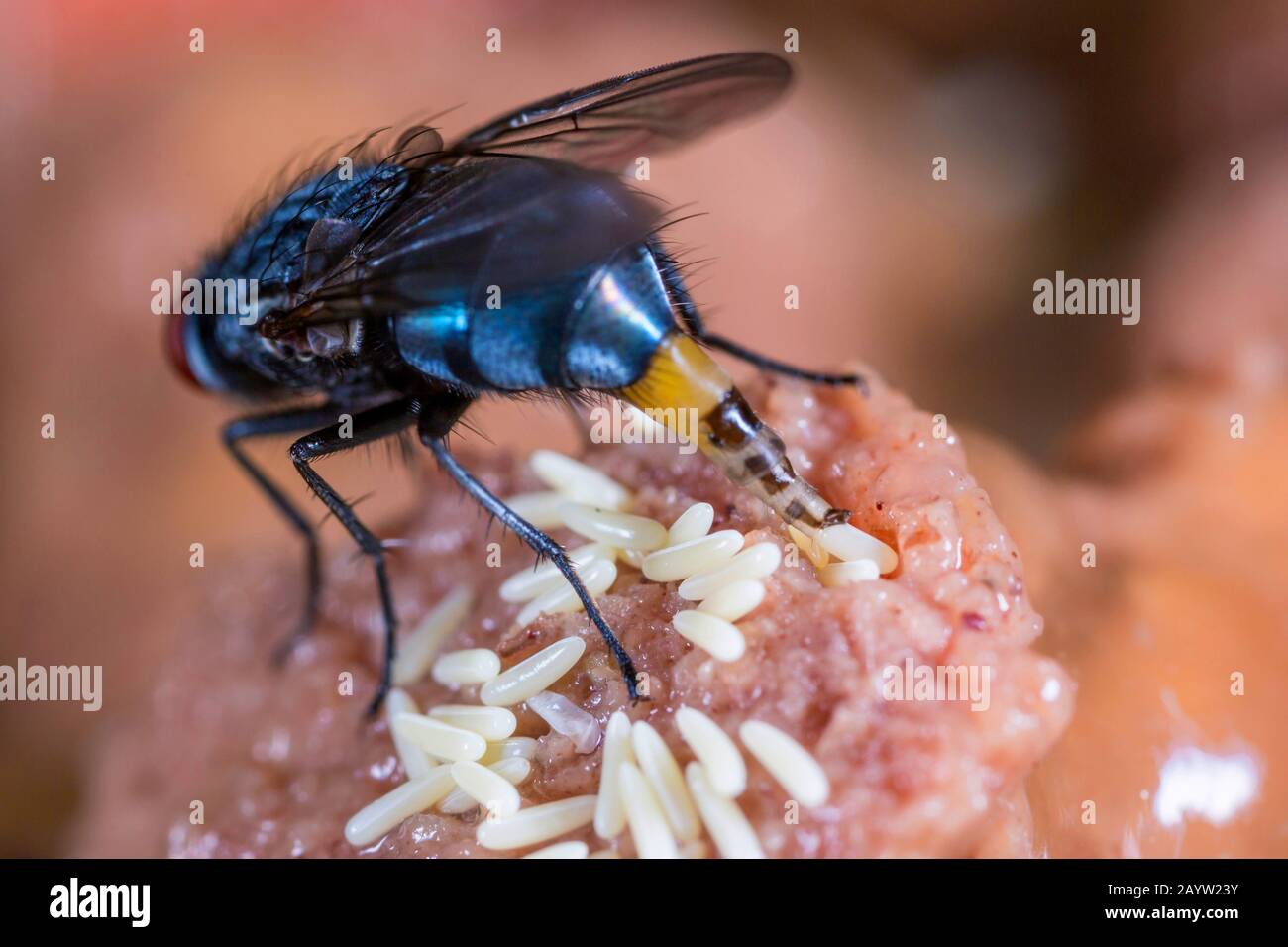 blue bottlefly (Calliphora vomitoria), lays eggs onto carrion, Germany, Bavaria, Niederbayern, Lower Bavaria Stock Photo