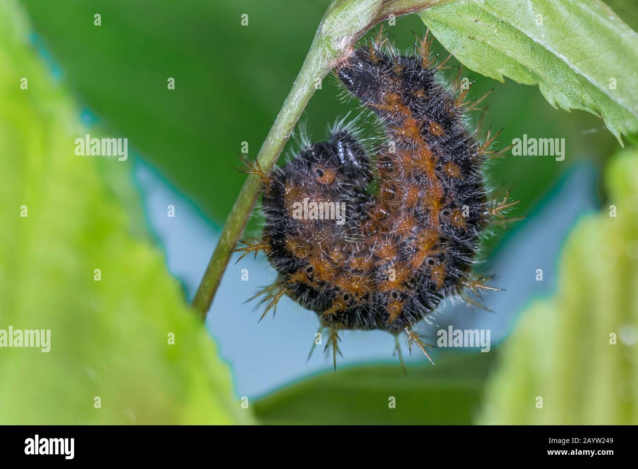 large tortoiseshell, blackleg tortoiseshell (Nymphalis polychloros, Vanessa polychloros), caterpillar prepairs for pupation, Germany, Bavaria, Niederbayern, Lower Bavaria Stock Photo