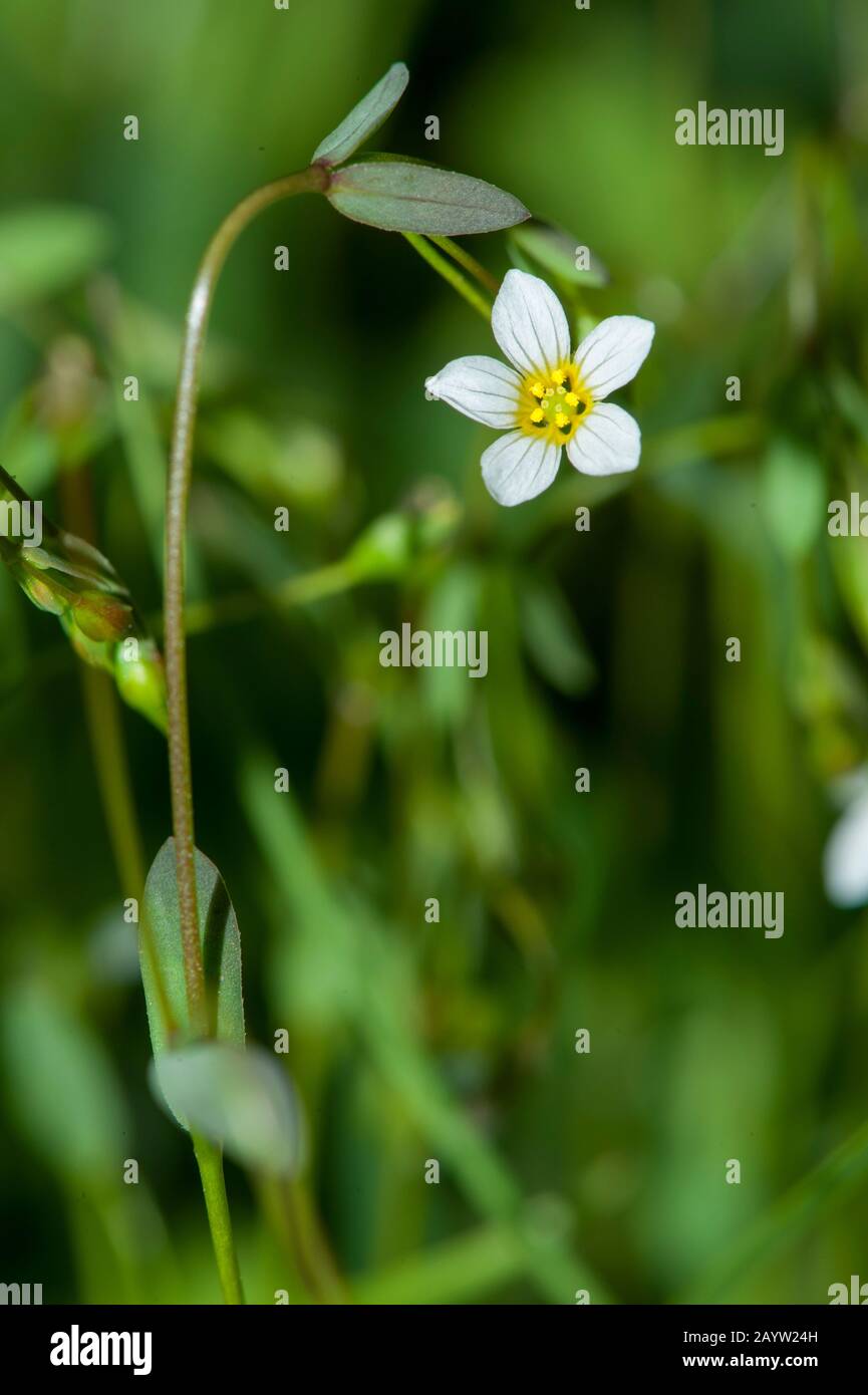 fairy flax, mountain flax (Linum catharticum), blooming, Germany Stock Photo