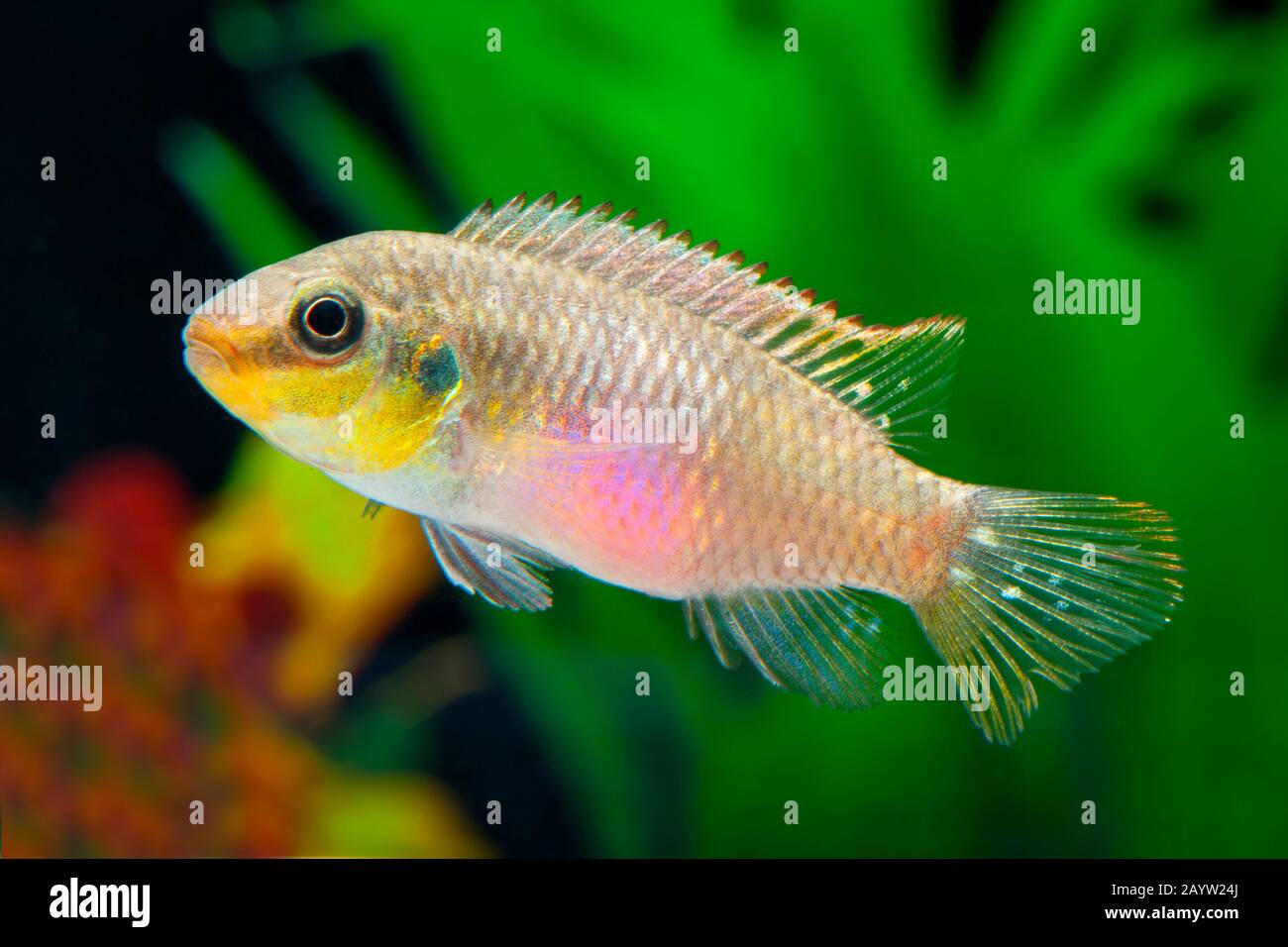 eye-spot cichlid, violet cichlid, gold-cheek krib, ocellated krib (Pelvicachromis subocellatus), swimming Stock Photo