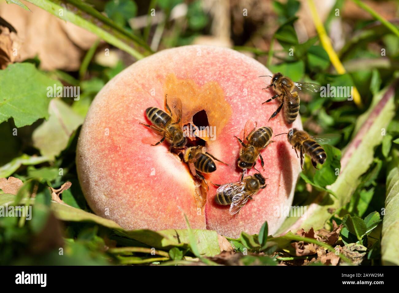 Western Honey bees Apis mellifera feeding on the sugar of an overripe Peach lying in the