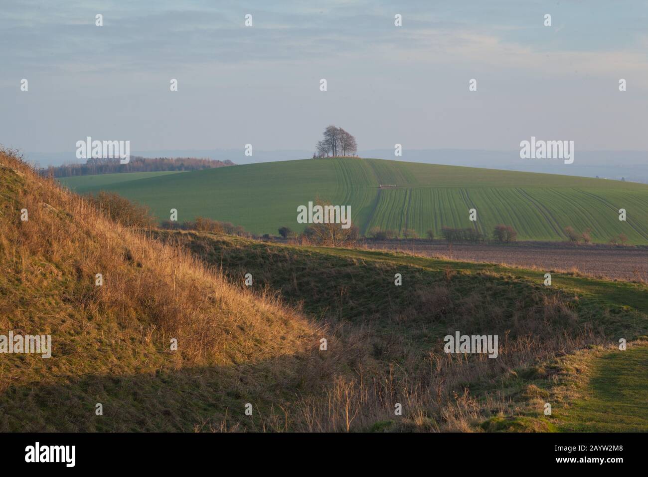 The trees on Brightwell Barrow hill seen across the Iron Age earthworks of Wittenham Clumps lit by the low Winter sun Stock Photo