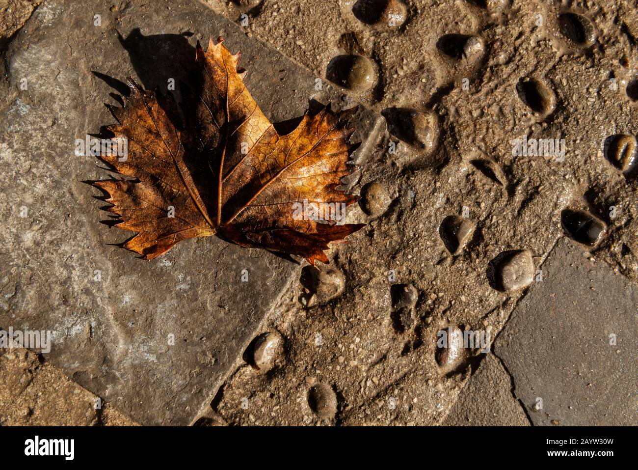 Old, wet, weathered maple leaf on stone ground after rain. Stock Photo
