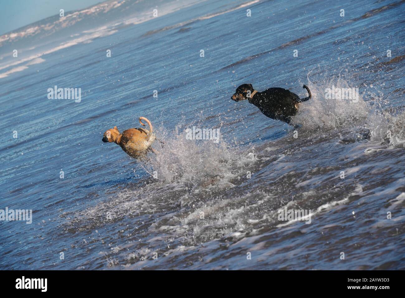 Two Sloughi dogs (Arabian greyhound) run in the water, Atlantic ocean, in Essaouira, Morocco. Stock Photo