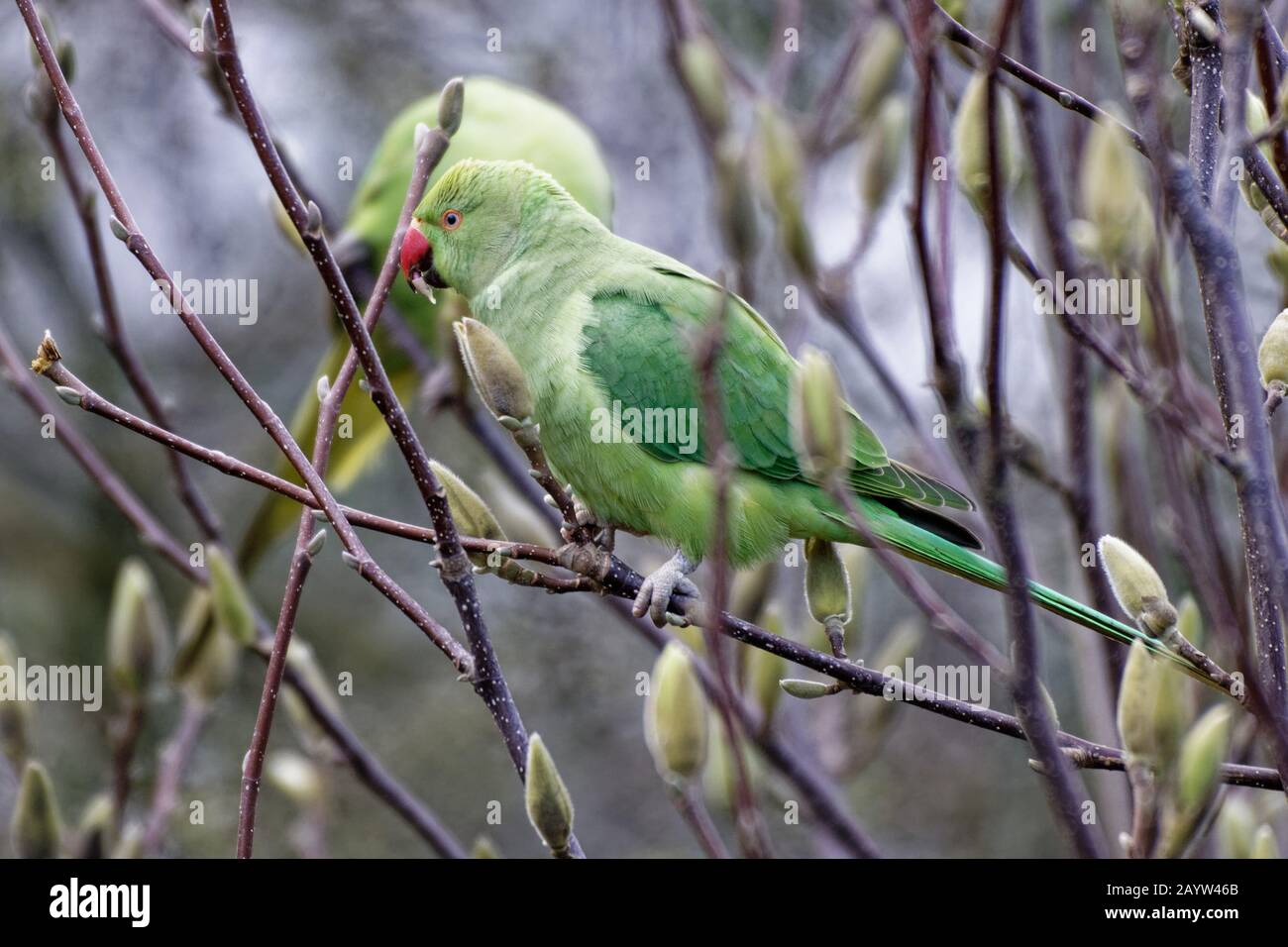 Cologne, Germany. 17th Feb, 2020. Wild collared parakeets (Psittacula krameri) sit in a magnolia in a garden. Credit: Henning Kaiser/dpa/Alamy Live News Stock Photo