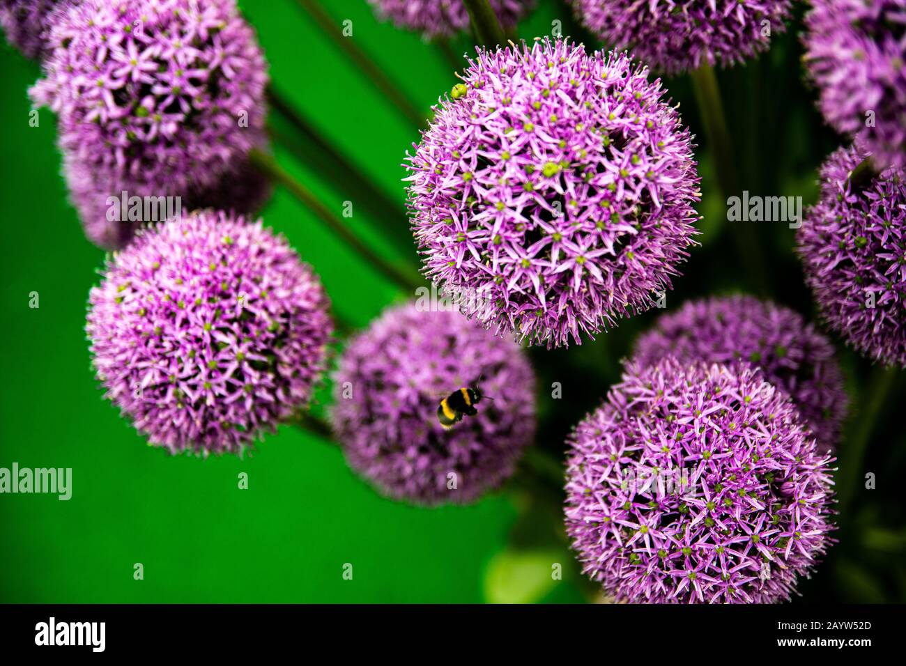 Allium Flowers & Bees Stock Photo Alamy