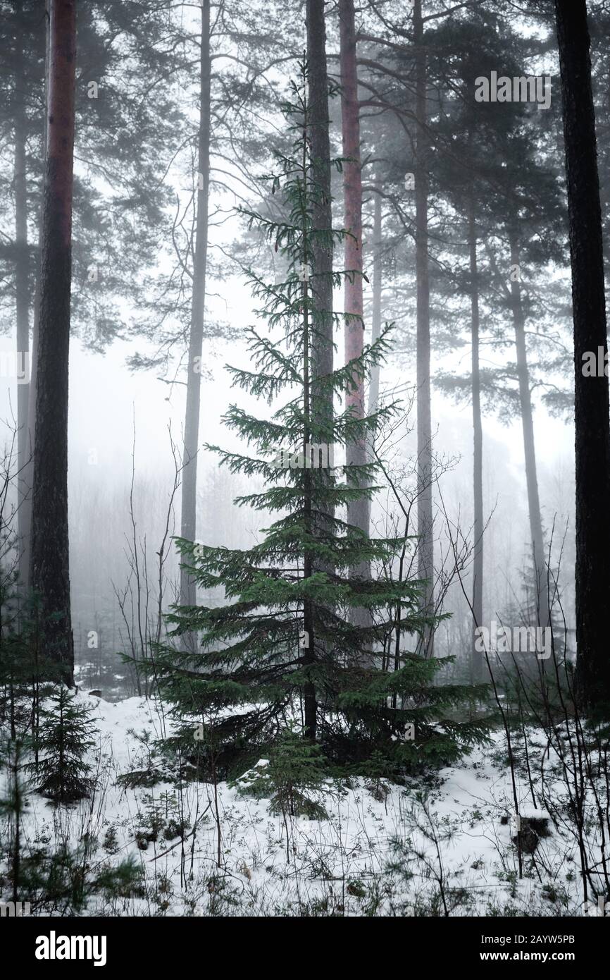 Wild Norway Spruce 'Christmas Tree' in misty snow covered forest Stock Photo