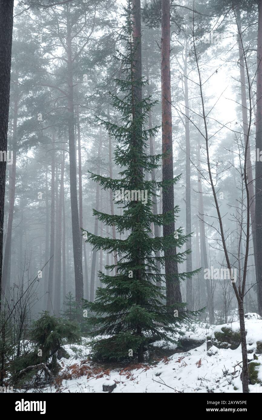Wild Norway Spruce 'Christmas Tree' in misty snow covered forest Stock Photo