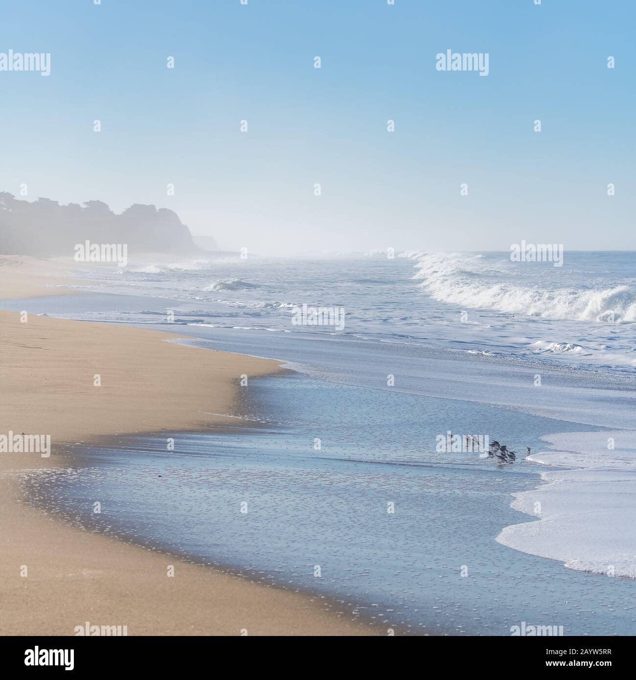 Half Moon Bay Beach, beautiful beach in California, sunrise on the Pacific coast, with willets birds on the shore Stock Photo
