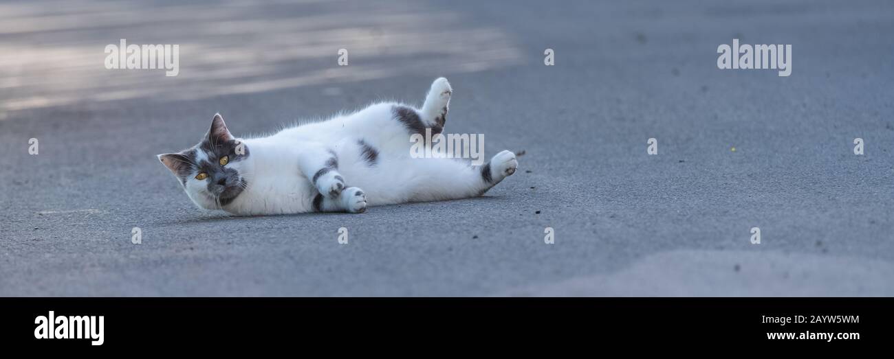 cat lying on the floor, funny animal Stock Photo
