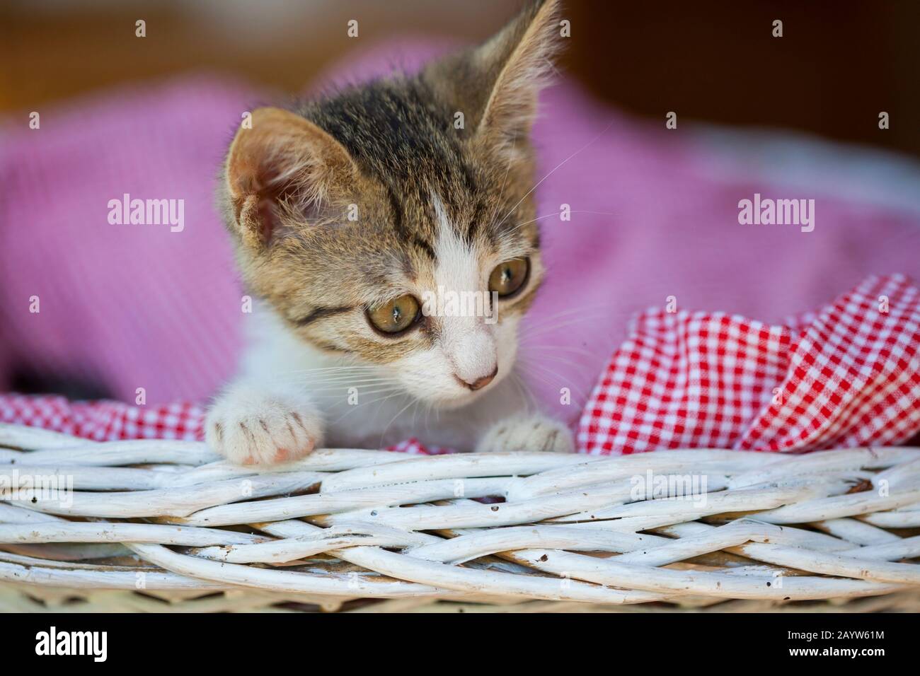 Sweet little kitten in a basket Stock Photo - Alamy