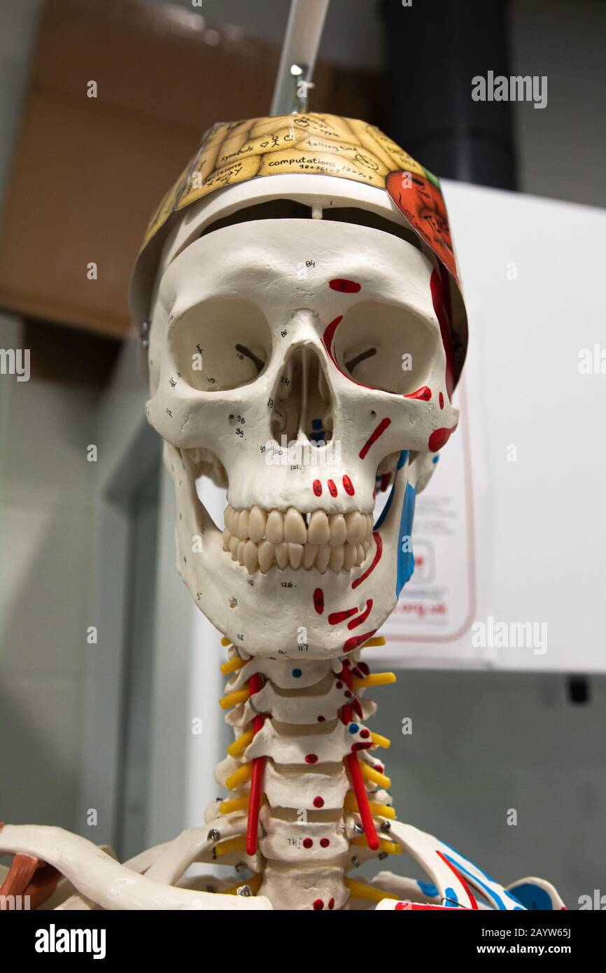 model skeleton in a school laboratory Stock Photo