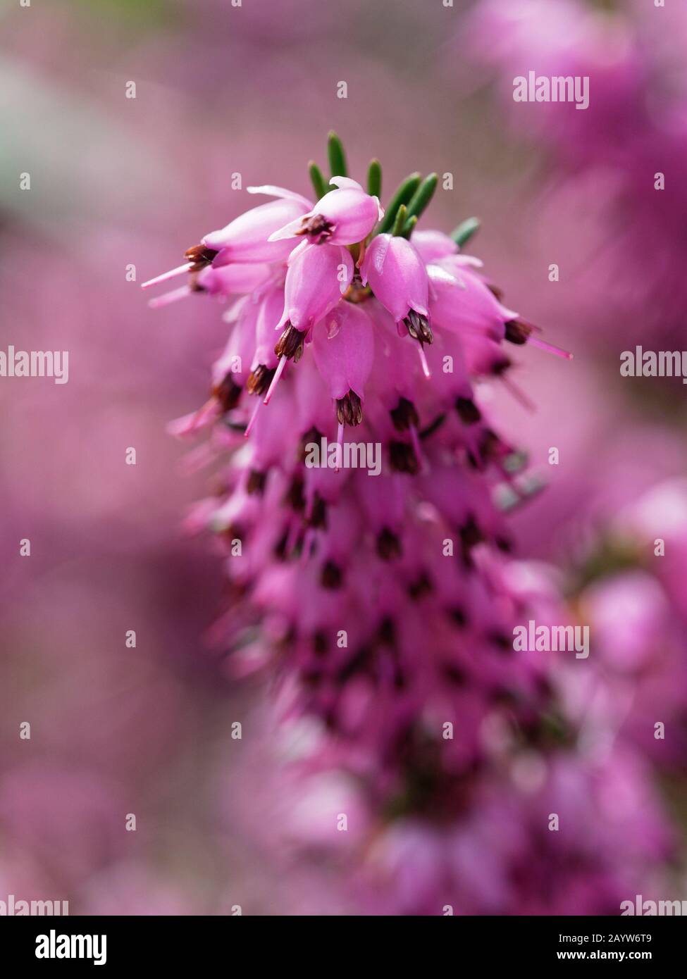 Close up of pink flowers on heather Erica × darleyensis Stock Photo