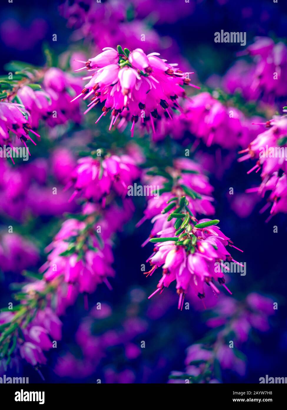 Pretty pink flowers on heather Erica × darleyensis Stock Photo