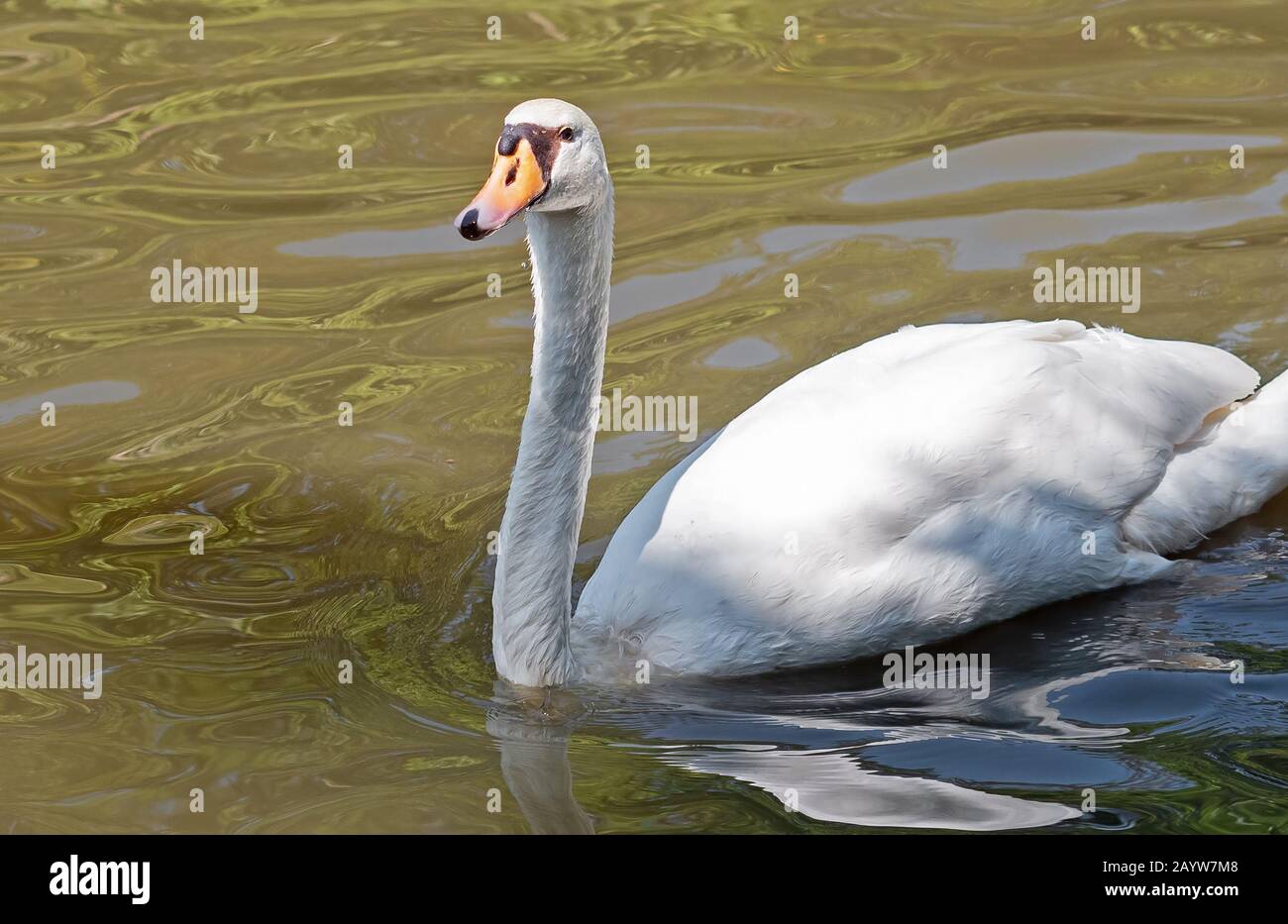 Closeup White Swan Floating in a Pond Stock Photo - Alamy