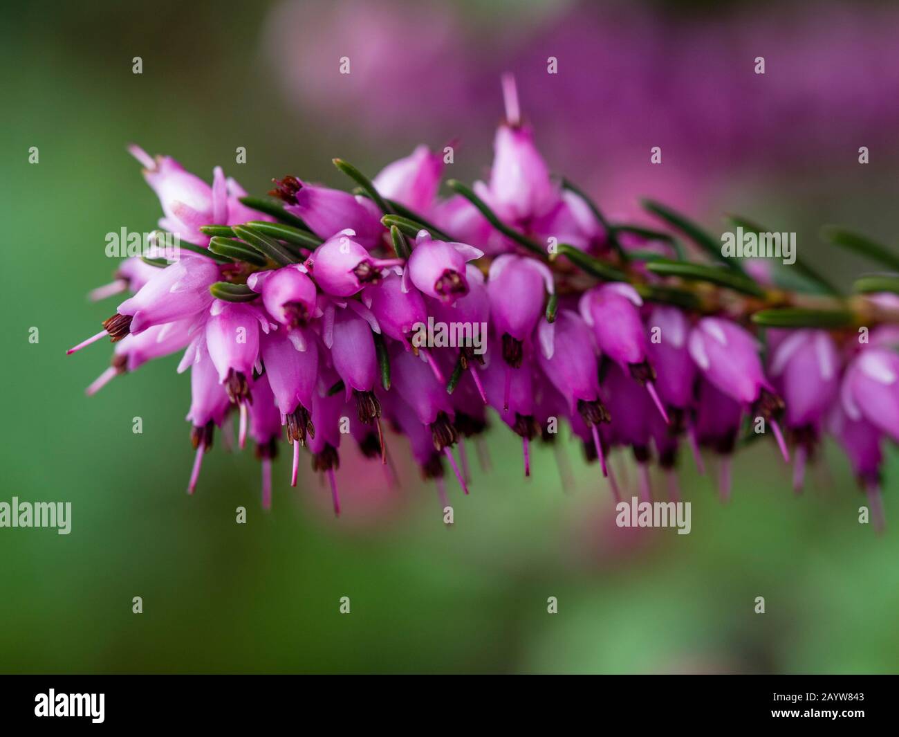 Close up of pink flowers on heather Erica × darleyensis Stock Photo