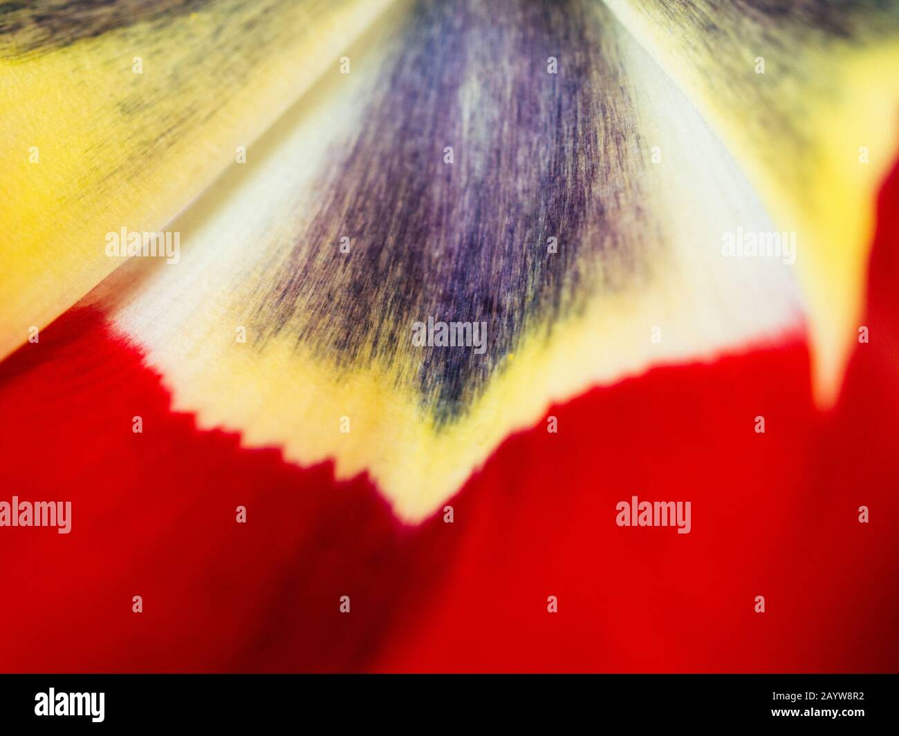 Abstract close up inside of petal of a multicoloured coloured tulip ...