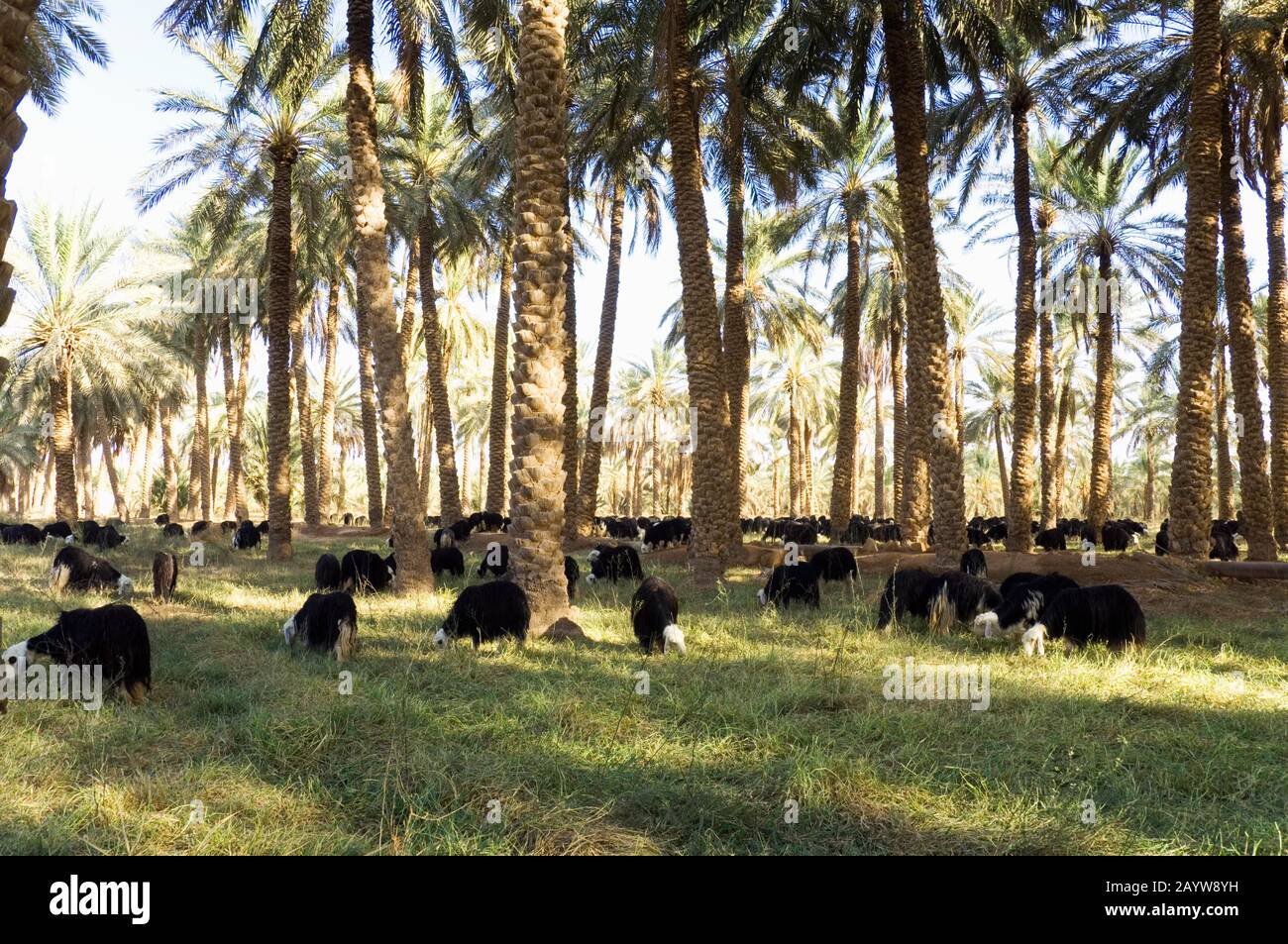 Al qassim hires stock photography and images Alamy
