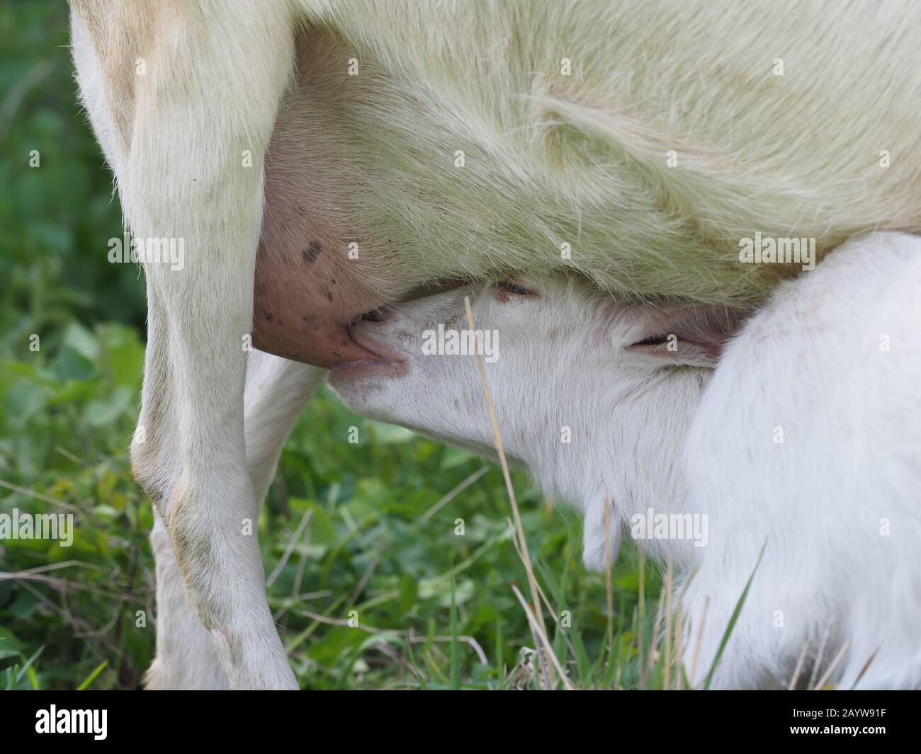 A cute white baby goat suckles from its mother Stock Photo