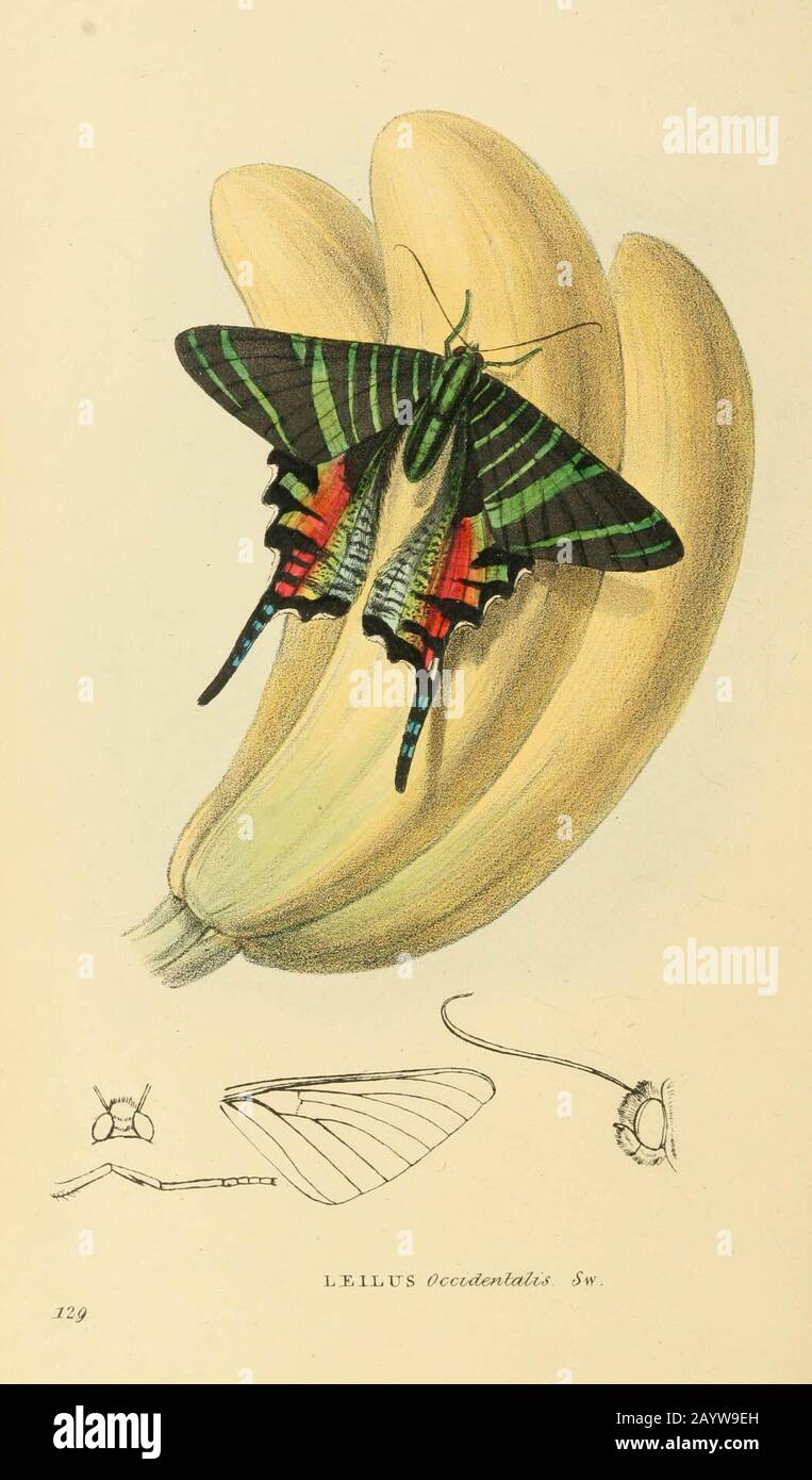 Urania sloanus hires stock photography and images Alamy