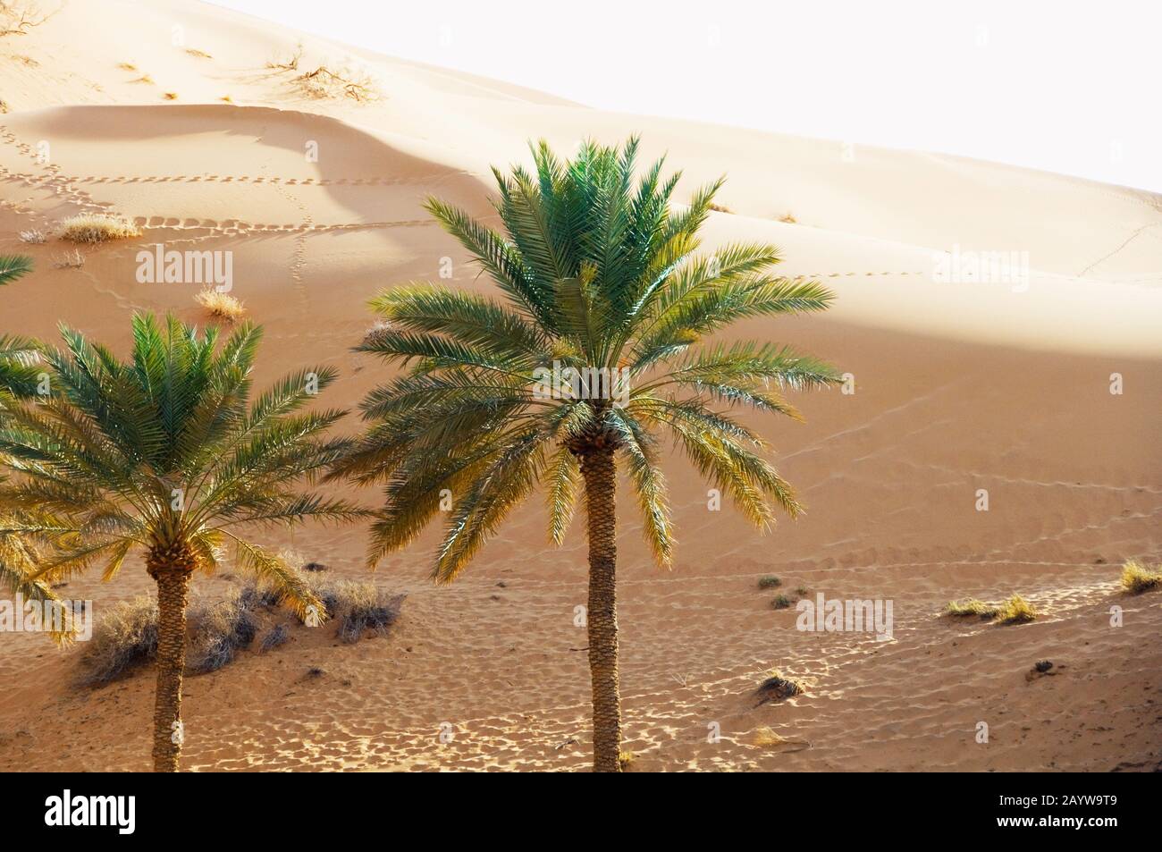 The region al qasim hires stock photography and images Alamy