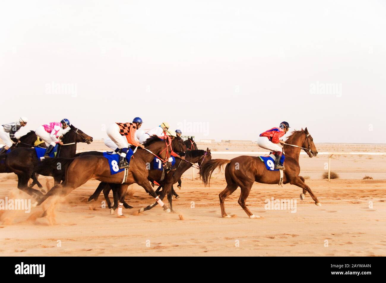 Arabic men horse racing hi-res stock photography and images - Alamy